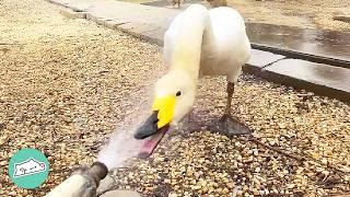 Clingy Swan Gets SUPER Excited To Meet This Lady | Cuddle Buddies