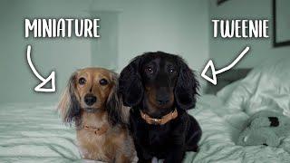 What is a 'TWEENIE' sized dachshund?