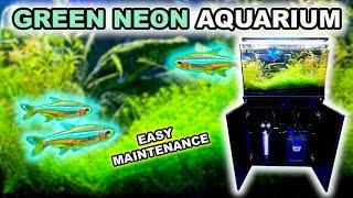 Planted Aquarium setup for Unusual Neon Fish | Paul Stingray
