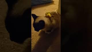 bird goes in cage by itself