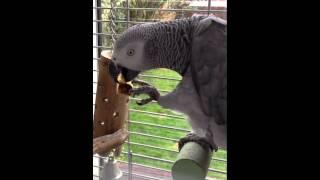 Charlie having some banana for breakfast