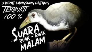 SUARA RUAK RUAK MALAM