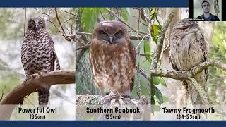 Powerful Owl Webinar Yarra Ranges Council