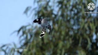 Pied Kingfisher hovering to hunt fish