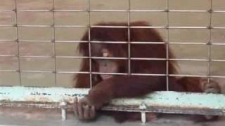 Orangutan feeding