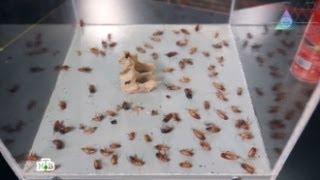 Кухонные испытания выявили идеального убийцу тараканов