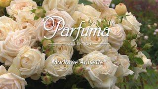 Sortenporträt Parfuma Duftrose 'Madame Anisette®'
