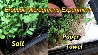 Broccoli Microgreens Growing Experiment: Paper Towels Vs. Soil