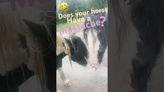 Have you ever seen a horse with a mustache #mustache #abrahamhicks #estherhicks #esther