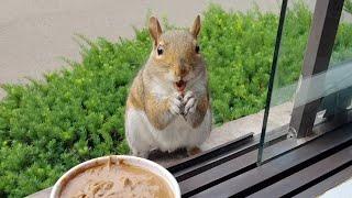 Baby squirrels' first reactions to nut butter and more