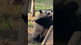 宝宝你没有一顿打是白挨的！妈妈的皮套都快被扯掉了 #panda #pandachina #giantpanda #cutepandas  #大熊猫 #熊猫 #熊猫宝宝 #熊猫日常 #国宝大熊猫