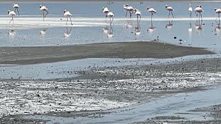 Lake Magadi day trip in Kenya  #kenya#lakemagadi#flamingos#fun#wildlife #enjoy #realestate