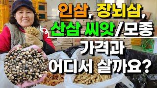 1,2년근 산삼 인삼 장뇌삼 산양삼 새싹삼 씨앗과 모종 판매합니다. - 1~2 years of ginseng sales