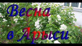 Весна в Арыси .