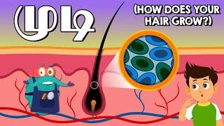 முடி | How Does Your Hair Grow? | Dr. Binocs Tamil | Kids Educational Video