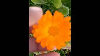 Beautiful plants #viral #homegarden #best #shortsvideo #garden #trending