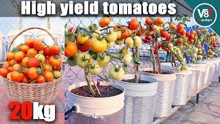 Easy Way to Grow Tomato Plant in Container | Tomatoes recipes
