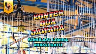 SIMULASI LOMBA MURAI BATU | PANCINGAN + ASAH MENTAL AUTO NGEGAS