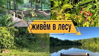 КРАСОТА ПРИРОДЫ | ЛЕТО | ОТДЫХ ДУШОЙ #лето #лето2024 #природа #кролики #ежевика #ягоды #озеро #пруд