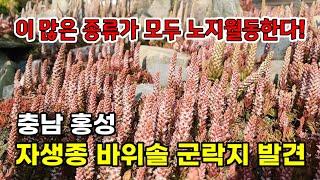 자생종 바위솔 군락지 발견 충남 홍성 가재울바위솔정원  이 많은 종류가 모두 월동한다고 합니다.