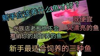 2021/最适合新手饲养的三种观赏鱼/新手该养什么鱼？/新手该怎么养鱼？/既便宜又漂亮的鱼/水族店老板绝对不会推荐你的超好养的鱼/100%大公开/新手养的鱼/斗鱼日记