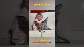 NANA the monkey brushes her teeth #babymonkey #monkey #shorts #monkeydluffy #monkeylove #monkeyvideo