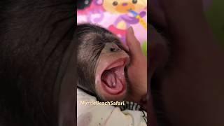 Isn’t she lovely?! ️ #yawn #chimp #baby #babygirl #chimpanzee #monkey