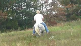 McCurdy Plantation Horse, bay gelding 060