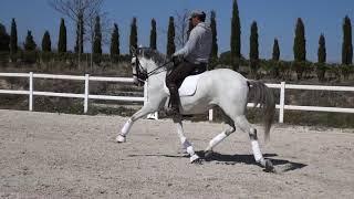 9 years old Lusitano gelding competing Inter2, almost ready for GP