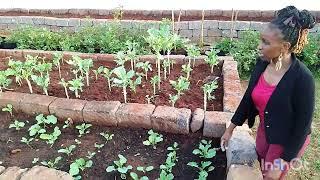 kitchen garden #school #learning #education #kitchengarden #grade3 #lovelearning