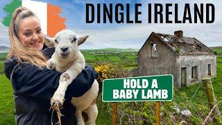 Discover DINGLE, IRELAND - A Hidden Gem on the Wild Atlantic Way 