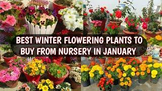 BEST WINTER FLOWERING PLANTS TO BUY FROM NURSERY IN JANUARY | BEST WINTER FLOWERS 