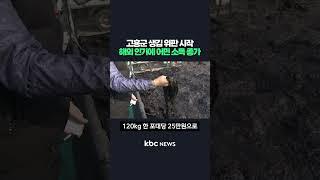 고흥군 생김 위판 시작 해외 인기에 어민 소득 증가 #shorts