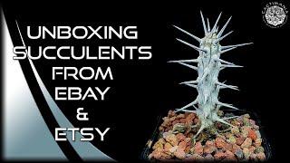 Unboxing Succulents from Ebay & Etsy | Box Two | #Cactus & #Succulent Collection