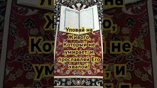 Смыслы Корана. #коран #проповедь #вера #молитва #религия #ислам #бог #напоминание #смыслжизни