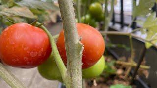 Flexing my plants tomatoes