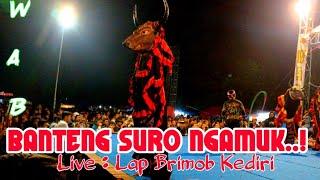 BANTENG SURO NGAMUK..! JARANAN WAB LIVE LAP BRIMOB KEDIRI 2024