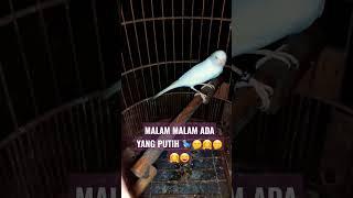 Burung canary.#shorts #bubupatiand #bts #subscribe #feedshorts #tiktok #viral #trending #mrbeast