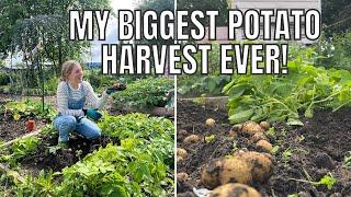 BIGGEST POTATO HARVEST EVER! / ALLOTMENT GARDENING FOR BEGINNERS