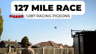 1,087 Racing Pigeons | 127 Mile Race | HTTYP Ep 20