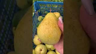 ГРУША ПРОСТО МАРИЯ