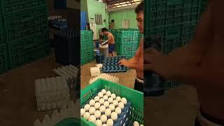 ibaan Batangas eggs farm products | itlog farm Batangas