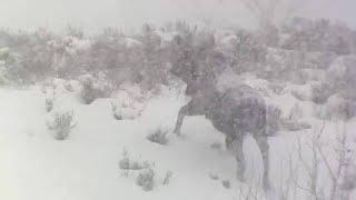 Moose Braves Heavy Snow in Grand Teton National Park