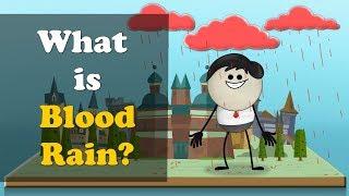 What is Blood Rain? + more videos | #aumsum #kids #science #education #children