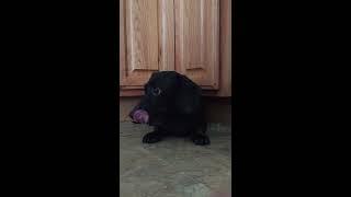 Dog suffering stroke caught on camera