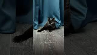Трендовые цвета кухни 2025, уже в нашем видео, скорее смотрите! 