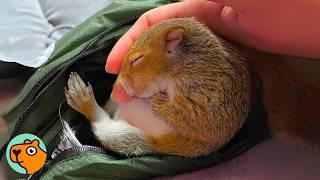 Baby Squirrel Was Abandoned, Now He’s King Of The House | Cuddle Buddies