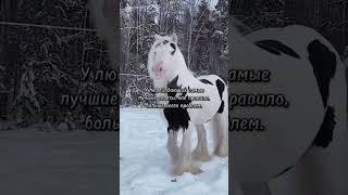цитаты #лошади #омархайям #умныемысли #афоризмы  #цитатывеликих #красивоевидео