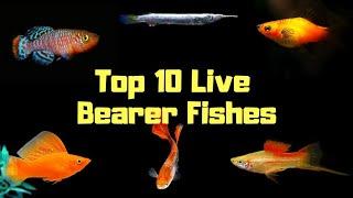 Get Baby Fishes Every Month... Live Bearer Fishes