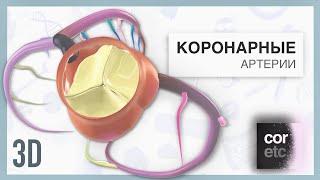 Анатомия коронарных артерий 3D